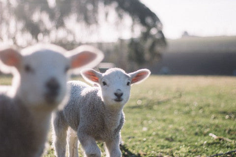 Sheep grazing on a lush green meadow under natural sunlight.